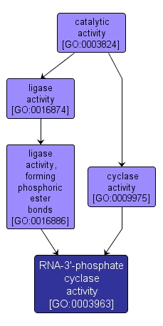 GO:0003963 - RNA-3'-phosphate cyclase activity (interactive image map)