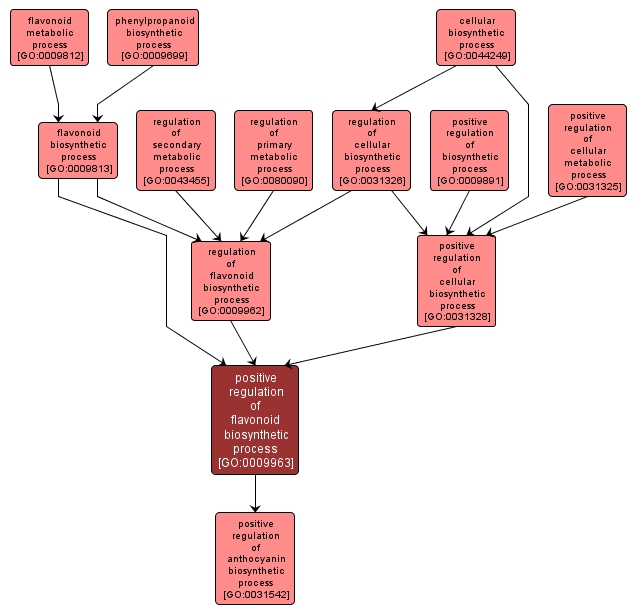 GO:0009963 - positive regulation of flavonoid biosynthetic process (interactive image map)