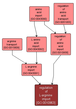 GO:0010963 - regulation of L-arginine import (interactive image map)