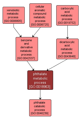 GO:0018963 - phthalate metabolic process (interactive image map)