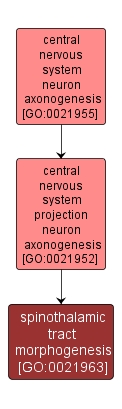 GO:0021963 - spinothalamic tract morphogenesis (interactive image map)