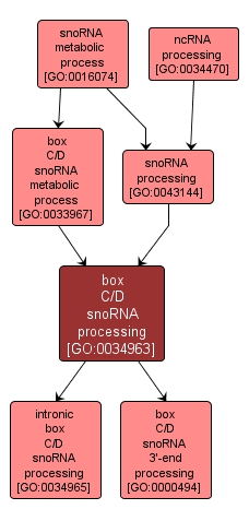 GO:0034963 - box C/D snoRNA processing (interactive image map)