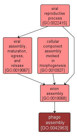 GO:0042963 - phage assembly (interactive image map)