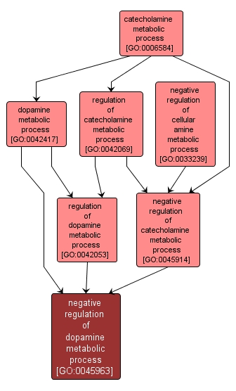 GO:0045963 - negative regulation of dopamine metabolic process (interactive image map)