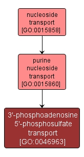 GO:0046963 - 3'-phosphoadenosine 5'-phosphosulfate transport (interactive image map)