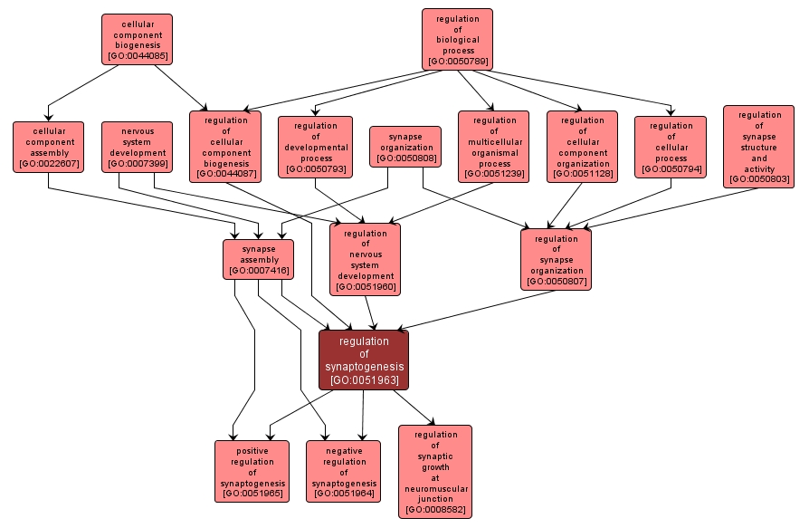 GO:0051963 - regulation of synaptogenesis (interactive image map)