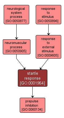GO:0001964 - startle response (interactive image map)