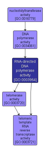 GO:0003964 - RNA-directed DNA polymerase activity (interactive image map)