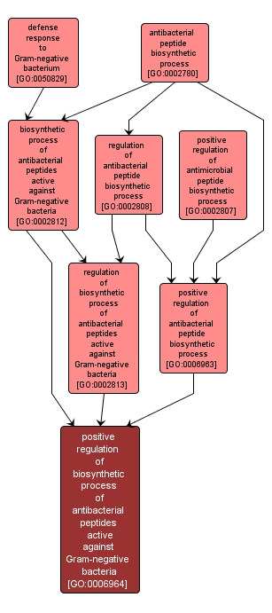 GO:0006964 - positive regulation of biosynthetic process of antibacterial peptides active against Gram-negative bacteria (interactive image map)