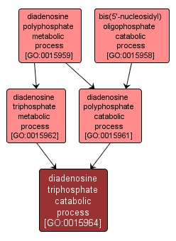 GO:0015964 - diadenosine triphosphate catabolic process (interactive image map)
