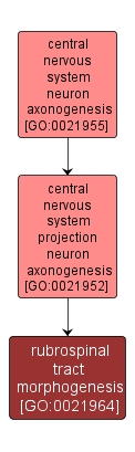 GO:0021964 - rubrospinal tract morphogenesis (interactive image map)