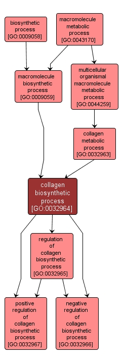 GO:0032964 - collagen biosynthetic process (interactive image map)