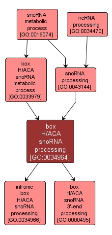 GO:0034964 - box H/ACA snoRNA processing (interactive image map)