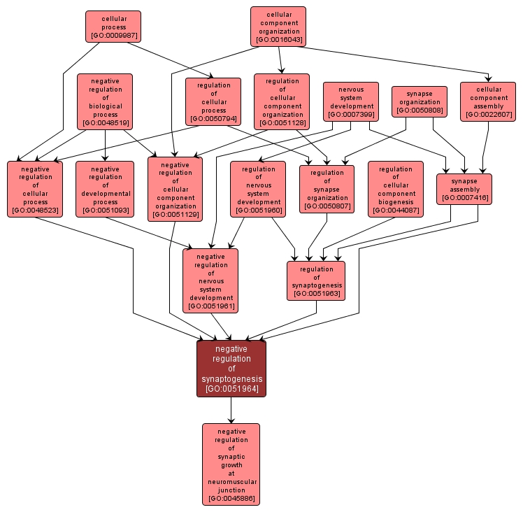 GO:0051964 - negative regulation of synaptogenesis (interactive image map)