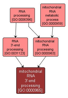 GO:0000965 - mitochondrial RNA 3'-end processing (interactive image map)