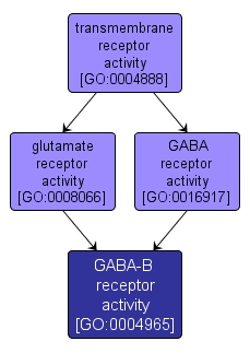 GO:0004965 - GABA-B receptor activity (interactive image map)