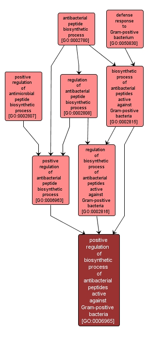 GO:0006965 - positive regulation of biosynthetic process of antibacterial peptides active against Gram-positive bacteria (interactive image map)