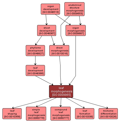 GO:0009965 - leaf morphogenesis (interactive image map)