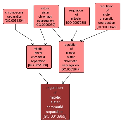 GO:0010965 - regulation of mitotic sister chromatid separation (interactive image map)