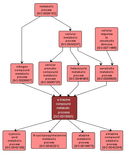 GO:0018965 - s-triazine compound metabolic process (interactive image map)