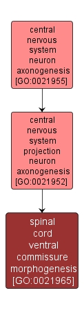 GO:0021965 - spinal cord ventral commissure morphogenesis (interactive image map)