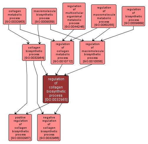 GO:0032965 - regulation of collagen biosynthetic process (interactive image map)