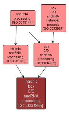 GO:0034965 - intronic box C/D snoRNA processing (interactive image map)