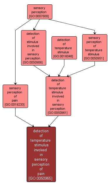 GO:0050965 - detection of temperature stimulus involved in sensory perception of pain (interactive image map)