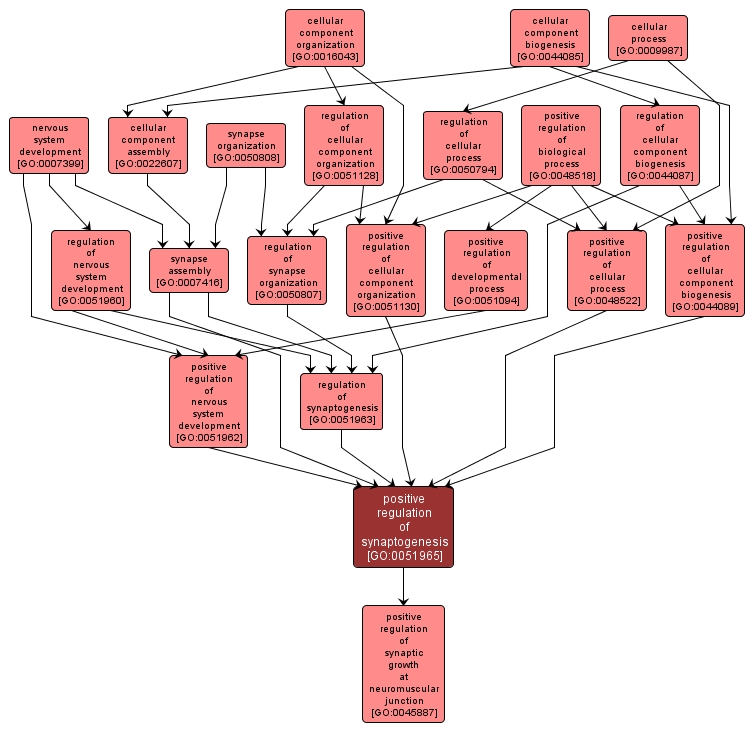 GO:0051965 - positive regulation of synaptogenesis (interactive image map)