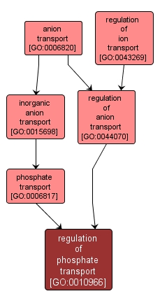 GO:0010966 - regulation of phosphate transport (interactive image map)