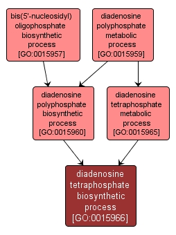 GO:0015966 - diadenosine tetraphosphate biosynthetic process (interactive image map)