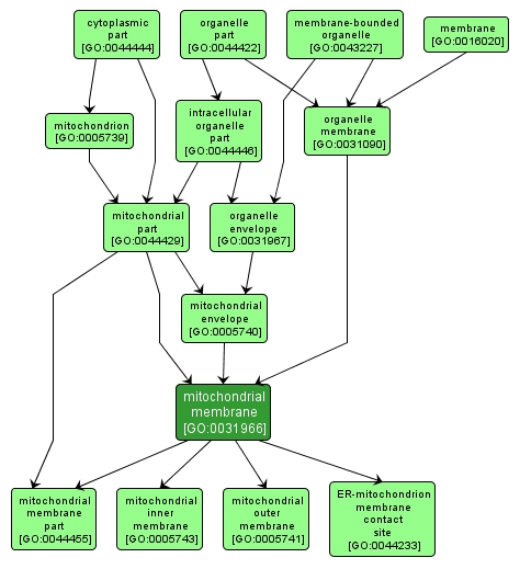 GO:0031966 - mitochondrial membrane (interactive image map)
