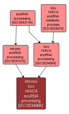 GO:0034966 - intronic box H/ACA snoRNA processing (interactive image map)