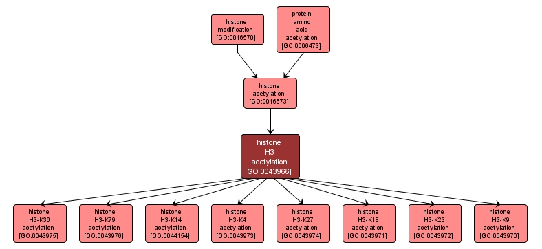 GO:0043966 - histone H3 acetylation (interactive image map)