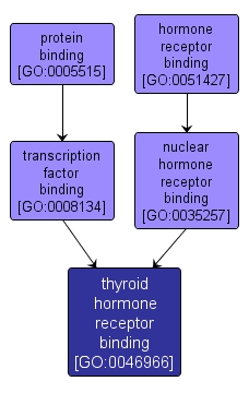 GO:0046966 - thyroid hormone receptor binding (interactive image map)
