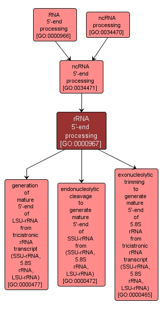 GO:0000967 - rRNA 5'-end processing (interactive image map)