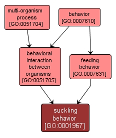 GO:0001967 - suckling behavior (interactive image map)
