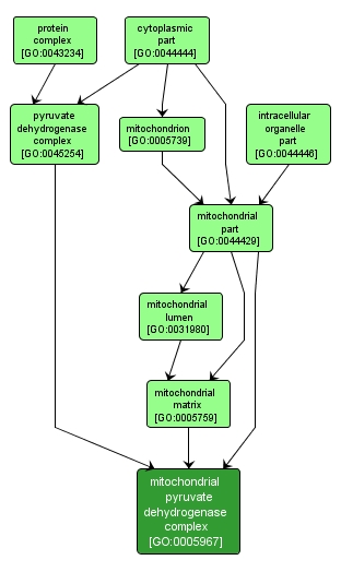 GO:0005967 - mitochondrial pyruvate dehydrogenase complex (interactive image map)