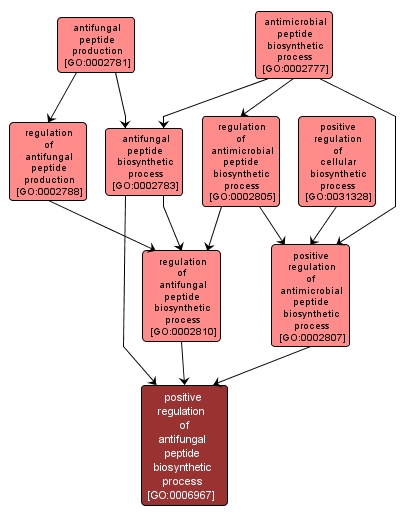 GO:0006967 - positive regulation of antifungal peptide biosynthetic process (interactive image map)