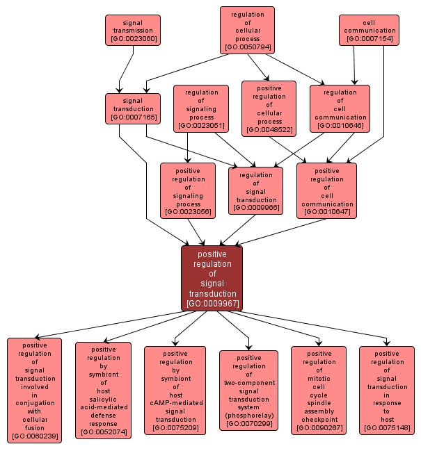 GO:0009967 - positive regulation of signal transduction (interactive image map)