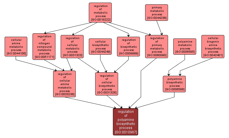 GO:0010967 - regulation of polyamine biosynthetic process (interactive image map)