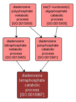 GO:0015967 - diadenosine tetraphosphate catabolic process (interactive image map)