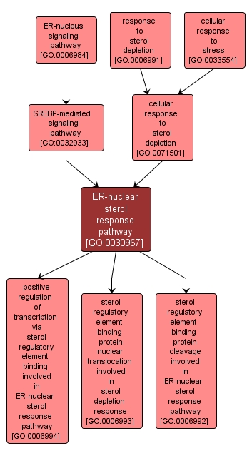 GO:0030967 - ER-nuclear sterol response pathway (interactive image map)