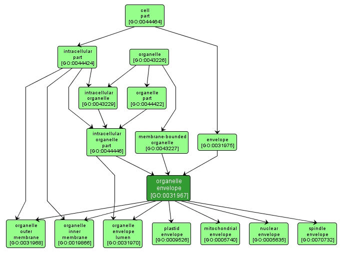 GO:0031967 - organelle envelope (interactive image map)