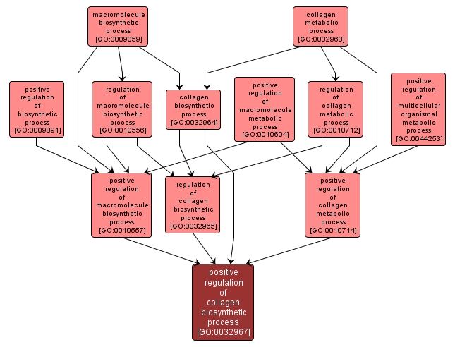 GO:0032967 - positive regulation of collagen biosynthetic process (interactive image map)