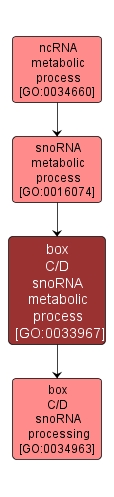 GO:0033967 - box C/D snoRNA metabolic process (interactive image map)
