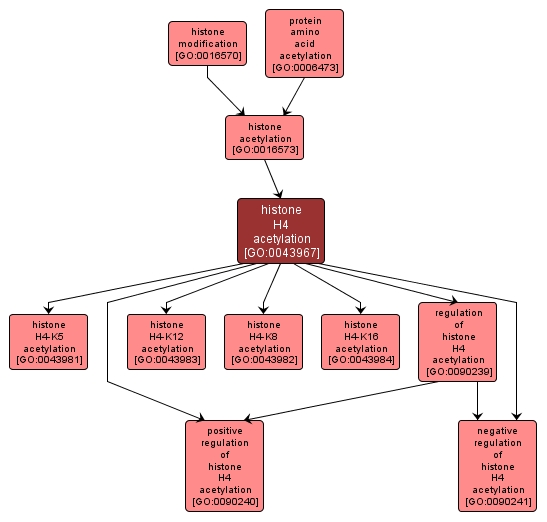 GO:0043967 - histone H4 acetylation (interactive image map)