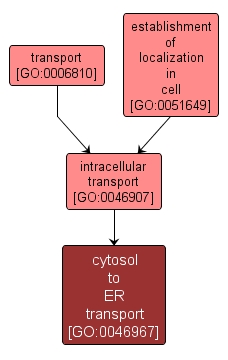 GO:0046967 - cytosol to ER transport (interactive image map)