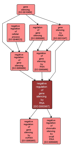 GO:0060967 - negative regulation of gene silencing by RNA (interactive image map)