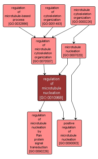 GO:0010968 - regulation of microtubule nucleation (interactive image map)